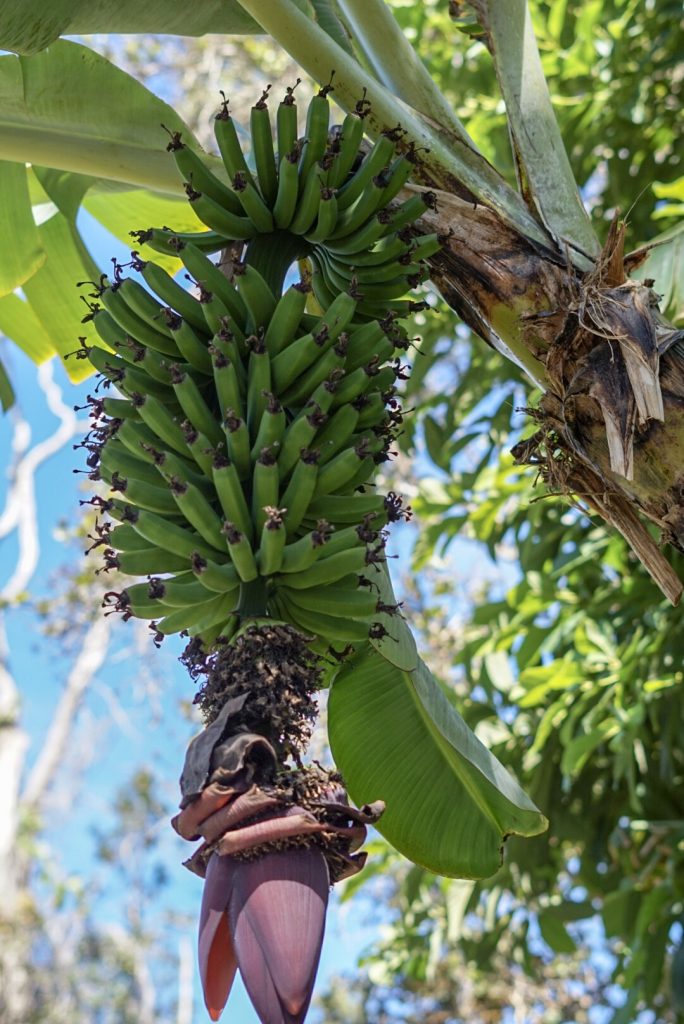 Mountain Thunder Coffee Plantation Tour - Kona, Hawaii