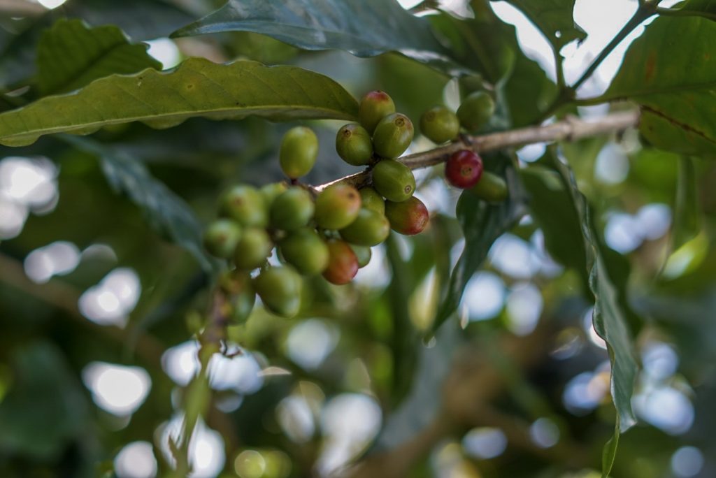 Mountain Thunder Coffee Plantation Tour - Kona, Hawaii