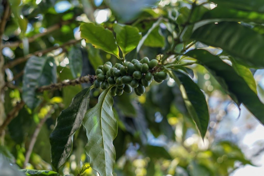 Mountain Thunder Coffee Plantation Tour - Kona, Hawaii