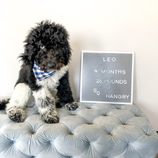 5 Daily Habits That Will Keep Your Puppy Healthier and Happier