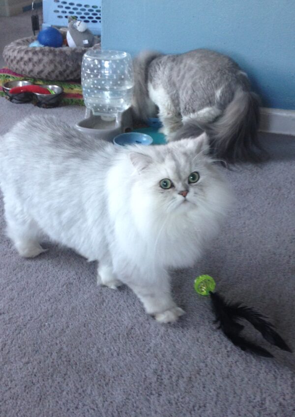 Why Adopting a Purebred Cat Can Be a Wonderful Choice