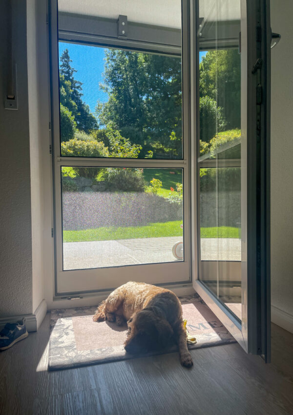 Key Considerations When Choosing a New Screen Door for Your Home