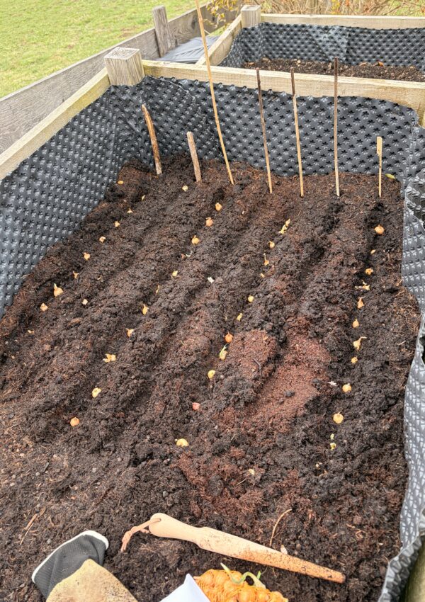 How to Take Care of Your Yard When You Are Busy